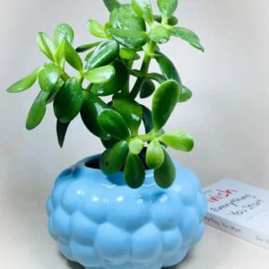 Bubble Ceramic Indoor Planter